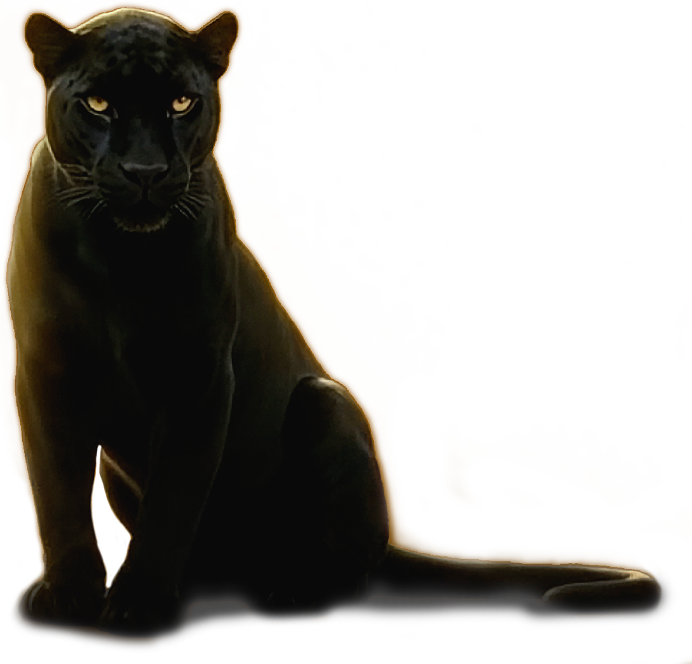 A black panther